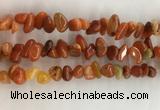 CAA3807 15.5 inches 8*12mm - 10*14mm chips red agate beads wholesale