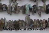 CCH646 15.5 inches 4*10mm - 6*14mm labradorite chips beads