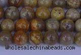 CFC201 15.5 inches 6mm round fossil coral beads wholesale