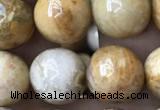 CFC324 15.5 inches 12mm round fossil coral beads wholesale