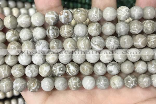 CFC330 15.5 inches 8mm round fossil coral beads wholesale