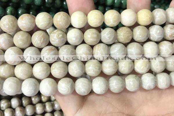 CFC335 15.5 inches 10mm round fossil coral beads wholesale